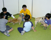 Pet2008