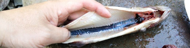 アウトドアだけじゃなく家でも役立つ魚のさばき方を紹介！